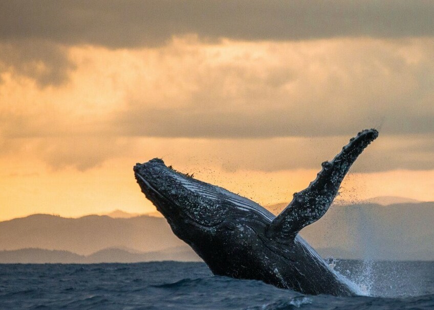 Аренда авто для поездок на встречу с китами Мурманск Киты Мурманская область